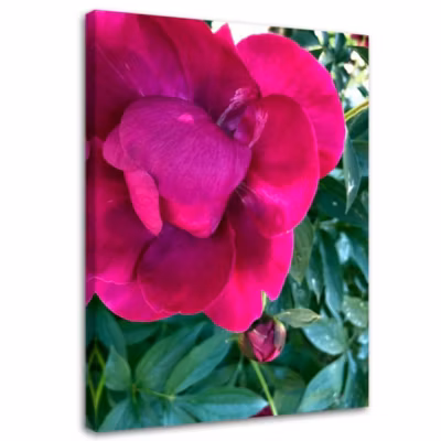 Tableau décoratif, Pivoine Fleur Rose 40×60 cm
