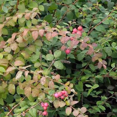 2 x Symphorine de Chenault – Symphoricarpos chenaultii  – 50-60 cm pot
