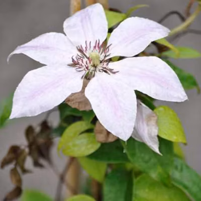 2 x Clématite &lsquo;Nelly Moser&rsquo; – Clematis &lsquo;Nelly Moser&rsquo;  – 50-60 cm pot