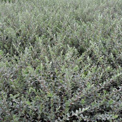 2 x Saule rampant &lsquo;Nitida&rsquo; – Salix repens &lsquo;Nitida&rsquo;  – 50-60 cm pot