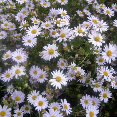 6 x Kalimeris incisa &lsquo;Blue Star&rsquo; – godet 9cm x 9cm