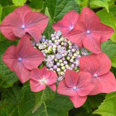 2 x Hortensia &lsquo;Rotkehlchen&rsquo; – Hydrangea macrophylla &lsquo;Rotkehlchen&rsquo;  – 20-25 cm pot