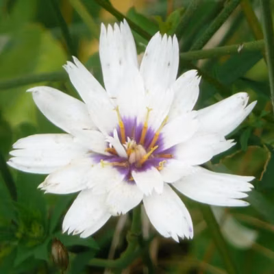 6 x Cupidone – Catananche caerulea &lsquo;Alba&rsquo;  – godet 9cm x 9cm