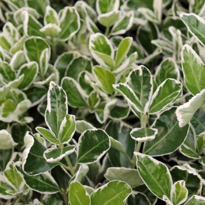 2 x Fusain du Japon &lsquo;Kathy&rsquo; – Euonymus japonicus &lsquo;Kathy&rsquo;  – 20-30 cm pot