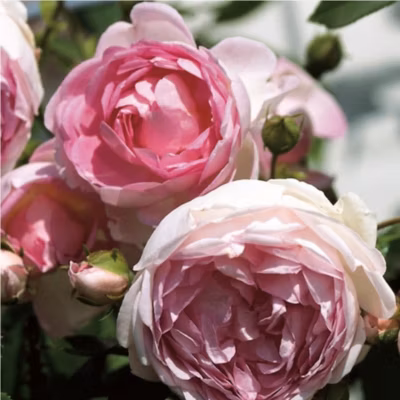 2 x Rosier grimpante Kordes – Rosa &lsquo;Jasmina&rsquo;