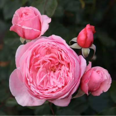 2 x Kordes Parfuma rosier – Rosa &lsquo;Kiss Me Kate&rsquo;