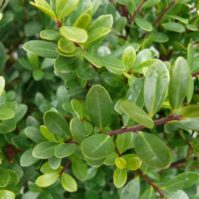 2 x Houx crénelé &lsquo;Dark Green – Ilex crenata &lsquo;Dark Green&rsquo;  – 40-60 cm pot