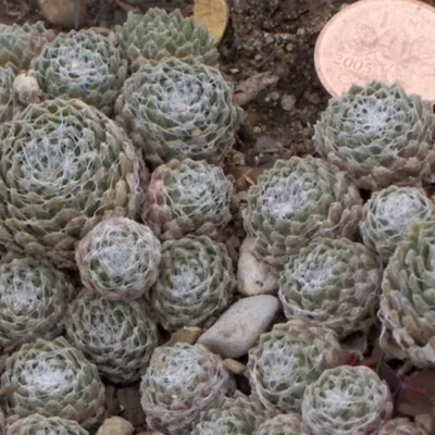 6 x Joubarbe toile d&rsquo;Araignée – Sempervivum arachnoideum  – godet 9cm x 9cm