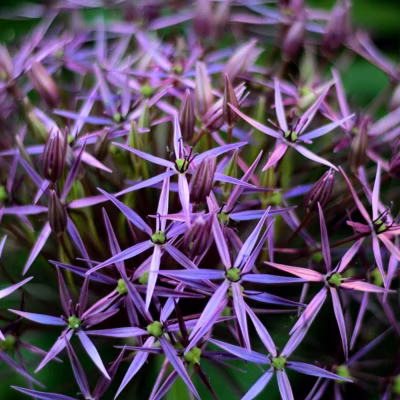 6 x Ail d&rsquo;ornement christophii – Allium christophii  – godet 9cm x 9cm