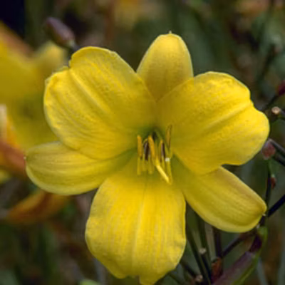 6 x Lis d&rsquo;un jour &lsquo;Corky&rsquo; – Hemerocallis &lsquo;Corky&rsquo;  – godet 9cm x 9cm