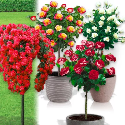 Lot de 4 rosiers sur tige  – 120 cm de hauteur – Pour pots et pleine terre – Idéal pour Balcon, terrasse, Petit Jardin
