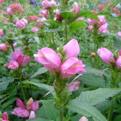 6 x Galonne, Galonne oblique – Chelone obliqua  – godet 9cm x 9cm