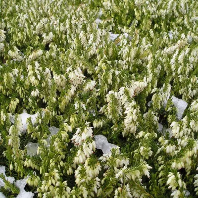 2 x Bruyère des neiges Blanc – Erica darleyensis  – 15-20 cm pot