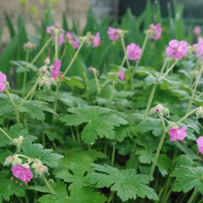 6 x Géranium vivace rhizomateux – Geranium macrorrhizum &lsquo;Bevan&rsquo;s Variety&rsquo;  – godet 9cm x 9cm
