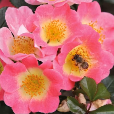 2 x Kordes Nectar Rosier – Rosa &lsquo;Topolina&rsquo;