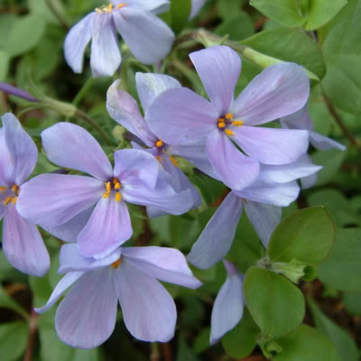 6 x Phlox rampant &lsquo;Blue Ridge&rsquo; – Phlox stolonifera &lsquo;Blue Ridge&rsquo;  – godet 9cm x 9cm