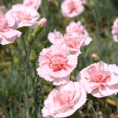 6 x Œillet mignardise &lsquo;Doris&rsquo; – Dianthus plumarius &lsquo;Doris&rsquo;  – godet 9cm x 9cm