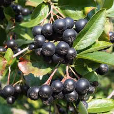 2 x Aronie à fruits noirs – Aronia melanocarpa  – 40-60 cm pot