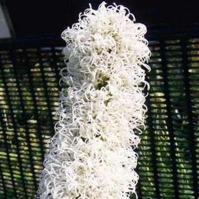 6 x Liatride, Plume du Kansas – Liatris spicata &lsquo;Floristan Weiss&rsquo;  – godet 9cm x 9cm