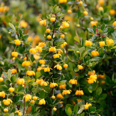 2 x Épine-vinette – Berberis buxifolia &lsquo;Nana&rsquo;  – 20-25 cm pot