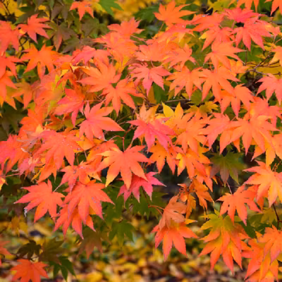 2 x Érable du Japon de semis – Acer palmatum  – 50-60 cm pot