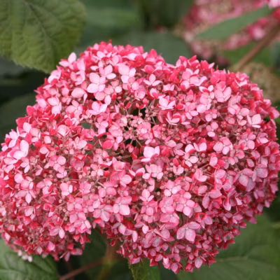 2 x Hortensia de Virginie &lsquo;Invincibelle – Hydrangea &lsquo;Invincibelle&rsquo;  – 30-40 cm pot