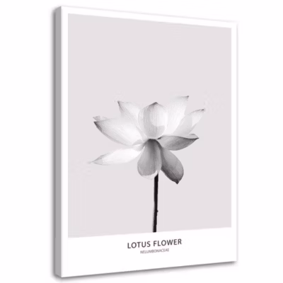 Tableau sur toile, Fleur de lotus blanche nature 70×100 cm
