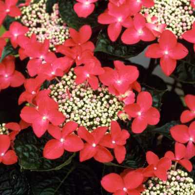 2 x Hortensia &lsquo;Teller Red&rsquo; – Hydrangea &lsquo;Teller Red&rsquo;  – 25-30 cm pot