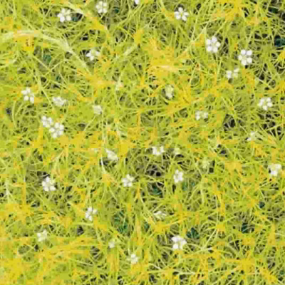 6 x Sagine subulée &lsquo;Aurea&rsquo; – Sagina subulata &lsquo;Aurea&rsquo;  – godet 9cm x 9cm