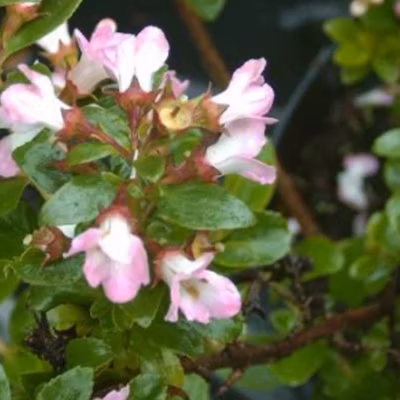 2 x Escallonia &lsquo;Apple Blossom&rsquo; – 40-50 cm pot