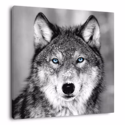 Tableau sur toile loup aux yeux bleus 30×30 cm Fabriqué en France