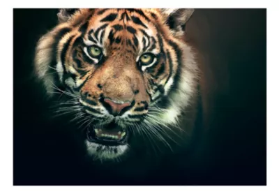 Papier peint intissé panoramique animaux tigre du bengale 250×193 cm