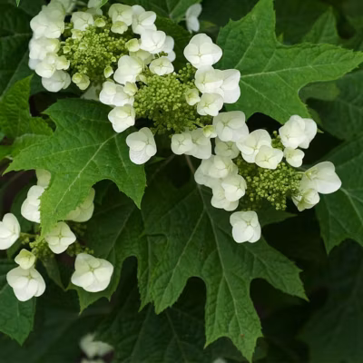 2 x Hortensia à feuilles de chêne – Hydrangea quercifolia  – 30-40 cm pot