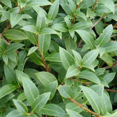 2 x Osmanthe de Burkwood – Osmanthus burkwoodii  – 50-60 cm pot