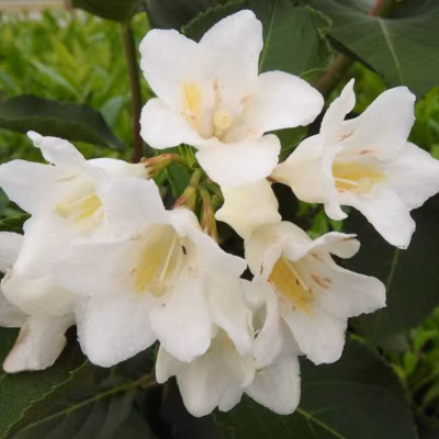 2 x Weigela &lsquo;Candida&rsquo; – 50-60 cm pot
