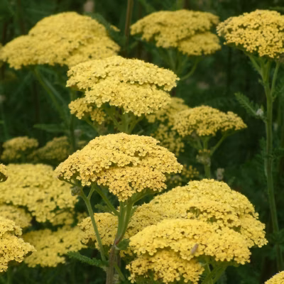 6 x Achillée &lsquo;Credo&rsquo; – Achillea &lsquo;Credo&rsquo;  – godet 9cm x 9cm
