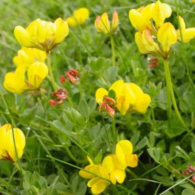 6 x Lotier cornicule – Lotus corniculatus  – godet 9cm x 9cm