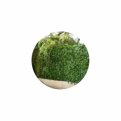 Haie artificielle jeunes feuilles de lierre en rouleau 1.5×3 m
