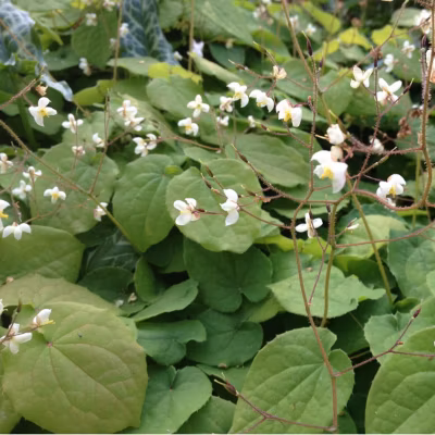 6 x Fleur des elfes pubigerum – Epimedium pubigerum  – godet 9cm x 9cm