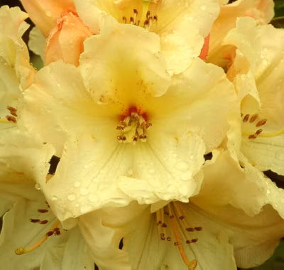2 x Rhododendron &lsquo;Horizon Monarch&rsquo; – 40-50 cm pot