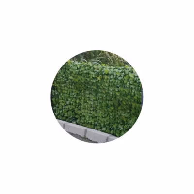 Haie artificielle feuilles de rosier en rouleau 1×3 m