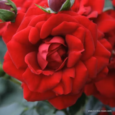 2 x Rosier grimpante Kordes – Rosa &lsquo;Amadeus&rsquo;