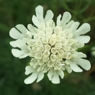 6 x Scabieuse ochroleuca – Scabiosa ochroleuca  – godet 9cm x 9cm