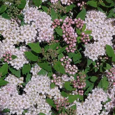 2 x Spirée Japonaise &lsquo;Little Princess&rsquo; – Spiraea japonica &lsquo;Little Princess&rsquo;  – 20-25 cm pot