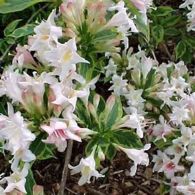 2 x Weigela florida &lsquo;Nana Variegata&rsquo; – Weigela &lsquo;Nana Variegata&rsquo;  – 30-40 cm pot