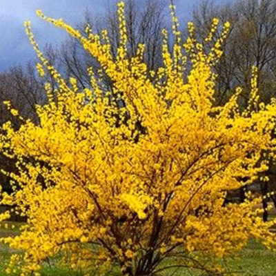 2 x Mimosa de Paris &lsquo;Lynwood&rsquo; – Forsythia intermedia &lsquo;Lynwood&rsquo;  – 50-60 cm pot