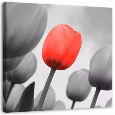 Tableau sur toile, Fleurs de tulipes rouges 60×60 cm
