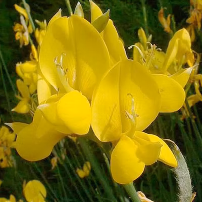 2 x Sparte – Spartium junceum  – 40-60 cm pot