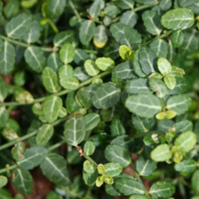 2 x Fusain persistant &lsquo;Minimus&rsquo; – Euonymus fortunei &lsquo;Minimus&rsquo;  – 15-20 cm pot