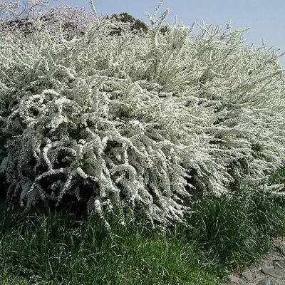 2 x Spirée de Thunberg – Spiraea thunbergii  – 40-60 cm pot